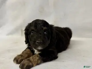 Aussiedoodle dogs for sale: Leo - Ad 4