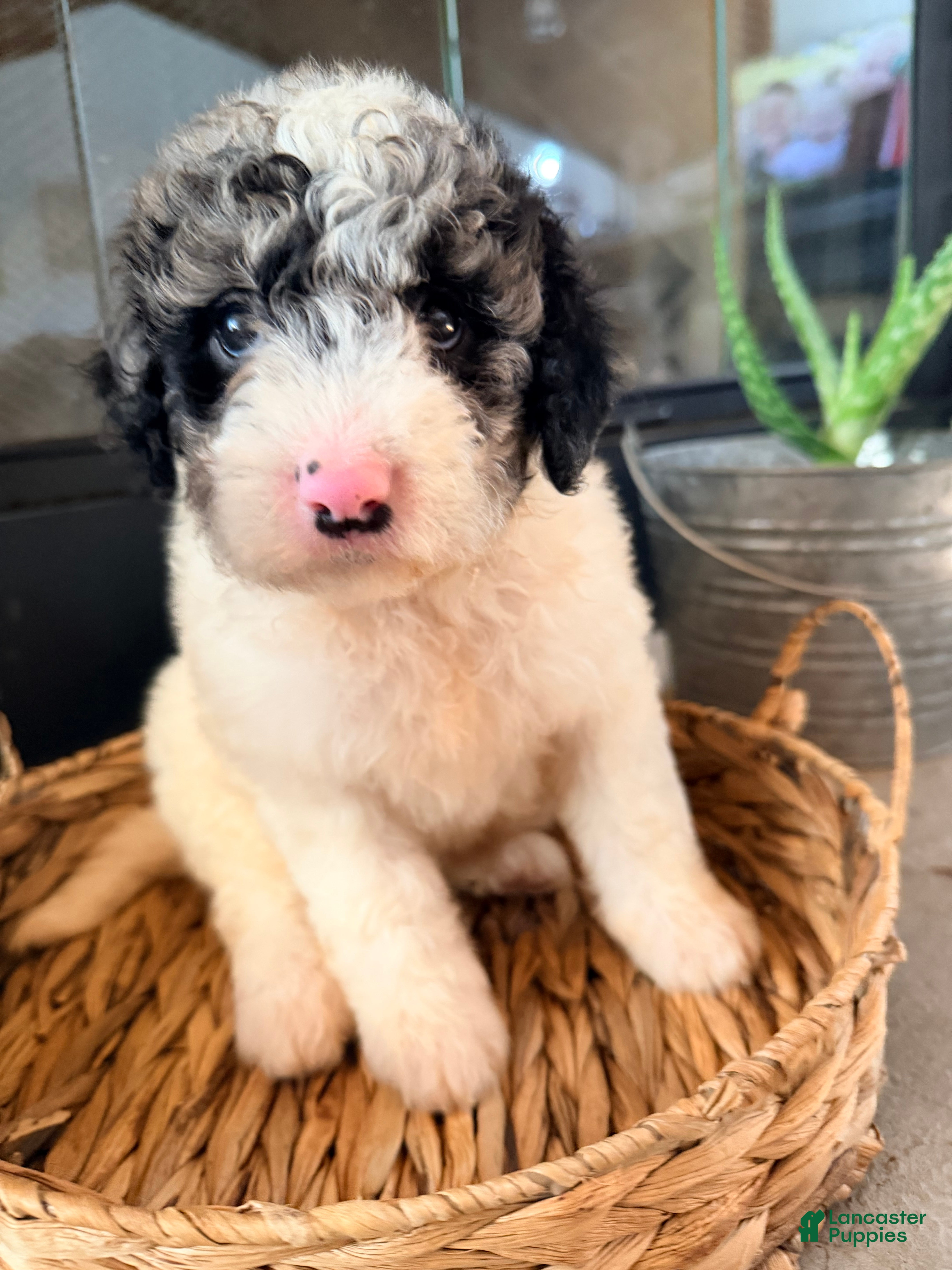Mini Goldendoodle dogs Mini Goldendoodle 4 - Ad 2