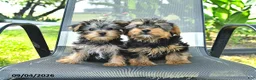 Yorkshire Terrier dogs for sale: Roger - Ad 5