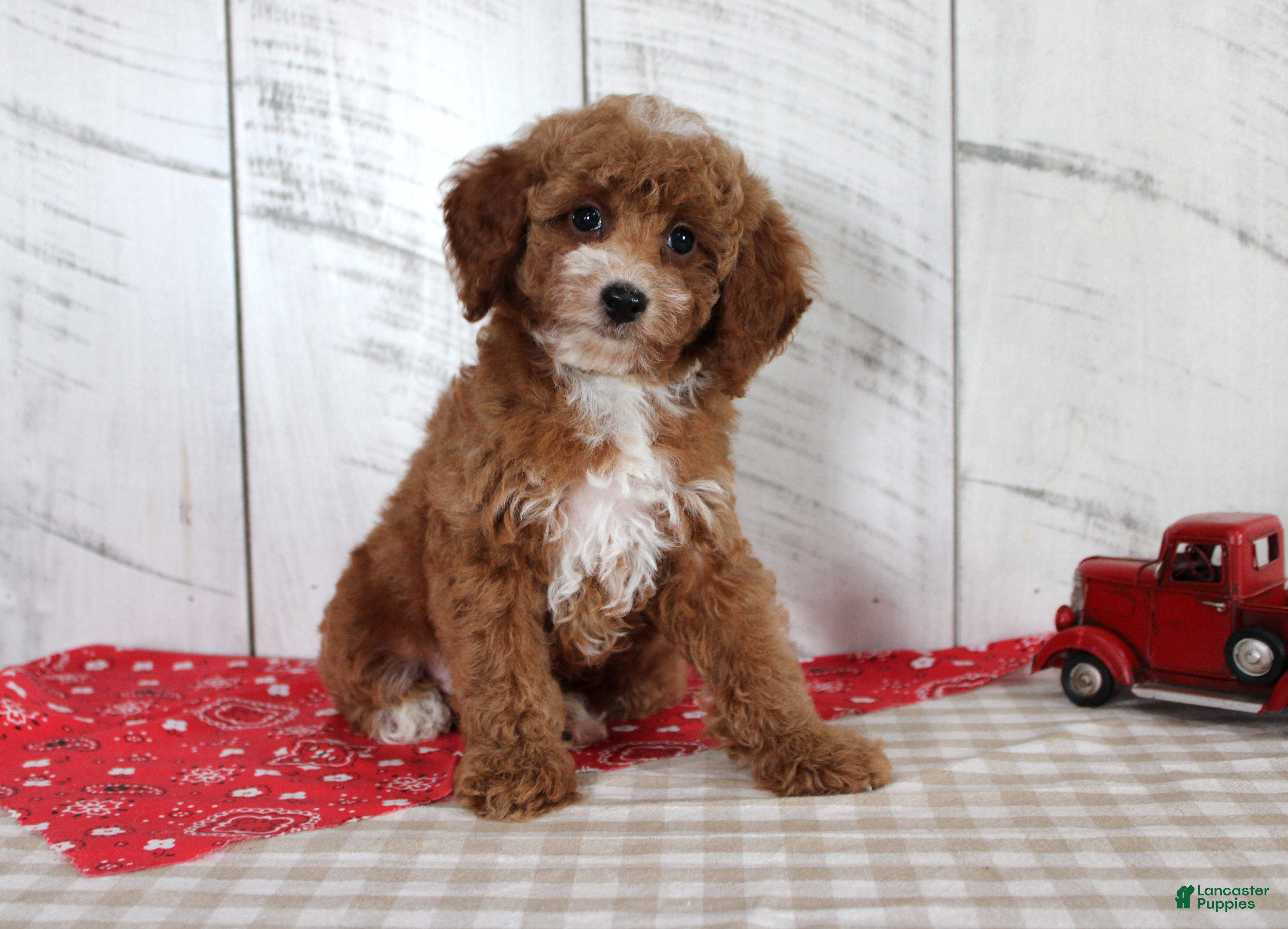 Toy Poodle dogs Teddy - Ad 37