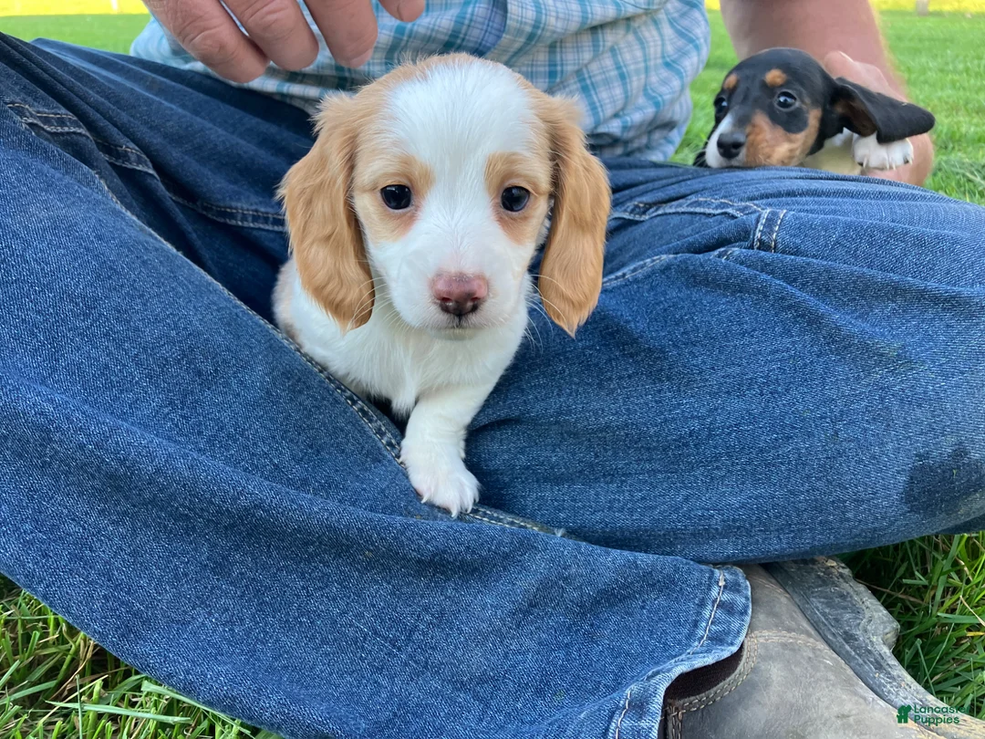 Miniature Dachshund dogs for sale: Miniature Dachshund Puppy 1 - Ad 1