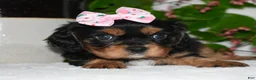 Cavalier King Charles Spaniel dogs for sale: Cavalier King Charles Spaniel 3 - Ad 5