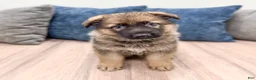 German Shepherd dogs for sale: Kory - Ad 1