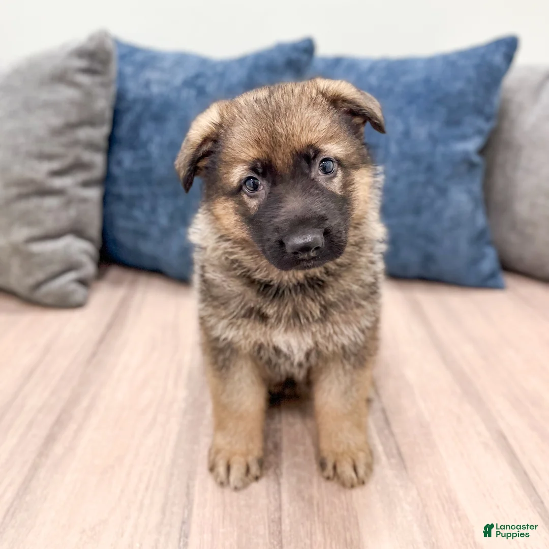 German Shepherd dogs for sale: Kory - Ad 1