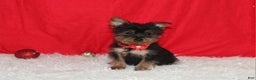 Yorkshire Terrier dogs for sale: Donnie - Ad 5