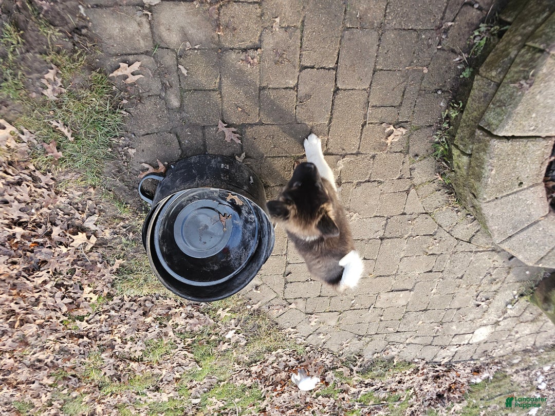 Akita dogs for sale: Troy - Ad 2