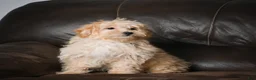 Maltipoo dogs for sale: Jackson - Ad 6
