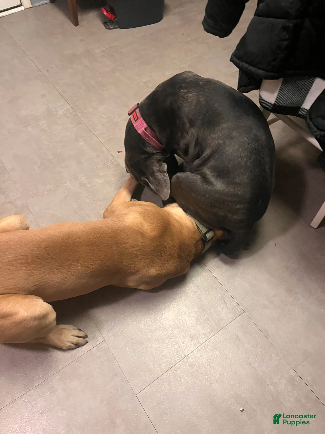 Gallery Image {{count}}