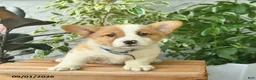 Welsh Corgi Pembroke dogs for sale: Henrik  - Ad 2