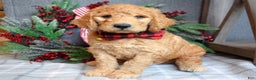 Goldendoodle dogs for sale: Parker  - Ad 2