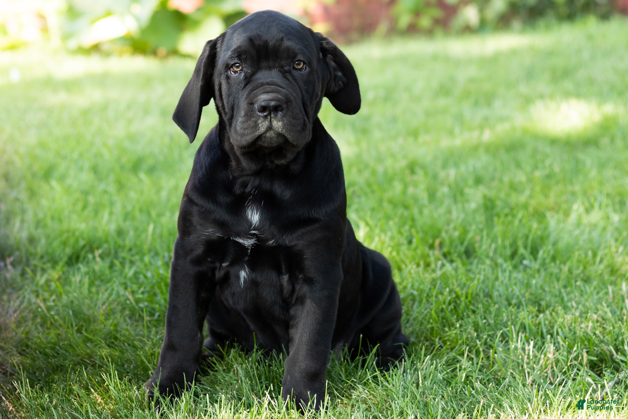 Cane Corso dogs Paisley  - Ad 17