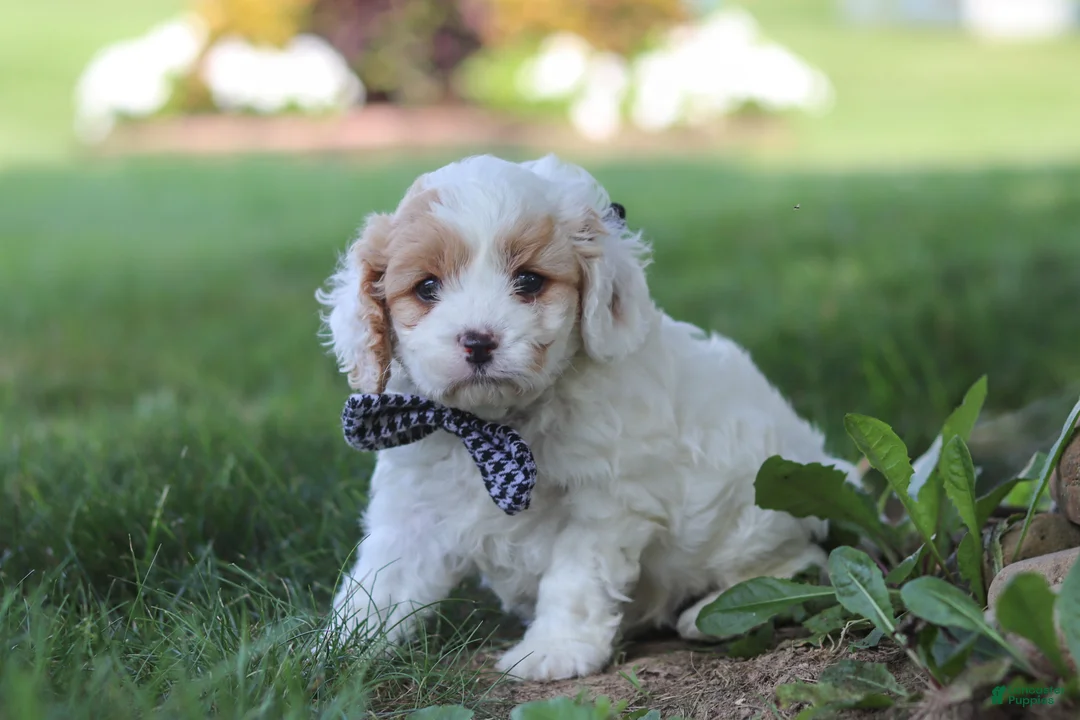 Cavapoo dogs for sale: Wesley - Ad 1