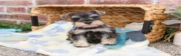 Miniature Schnauzer dogs for sale: Salvatore  - Ad 4