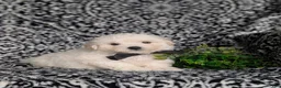 Bichon Frise dogs for sale: Barney - Ad 3
