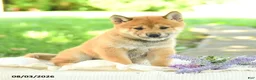 Shiba Inu dogs for sale: Slate - Ad 5