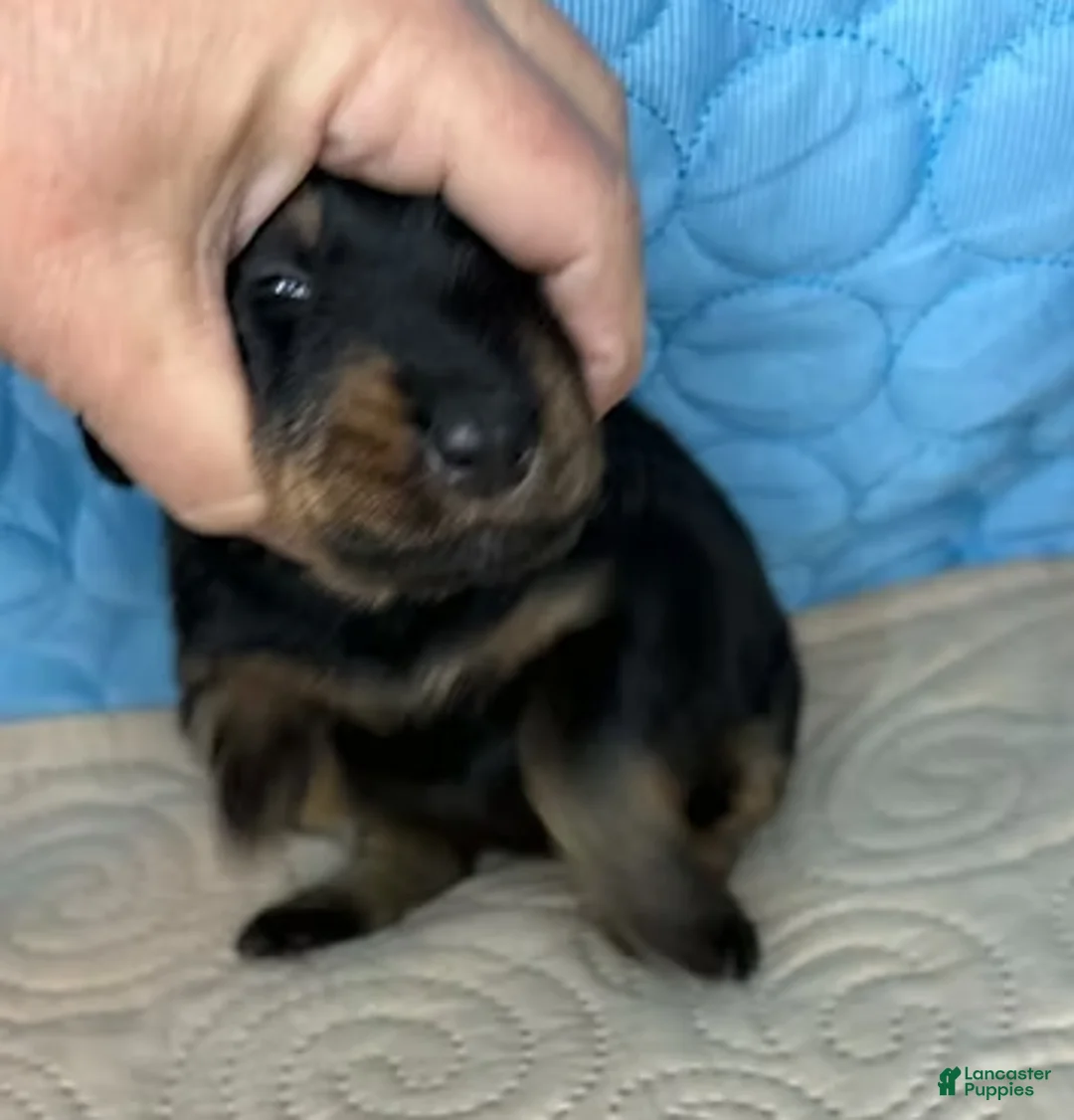 Mixed Breed dogs for sale: Heidi - Ad 3