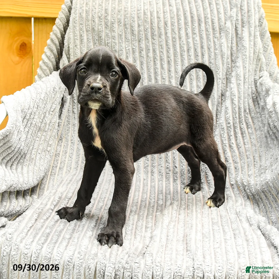 Mixed Breed dogs for sale: Ruby - Ad 1