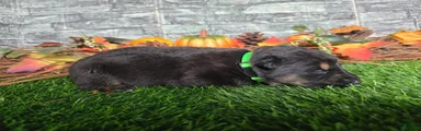German Shepherd 4
