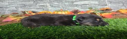 German Shepherd dogs for sale: German Shepherd 4 - Ad 1