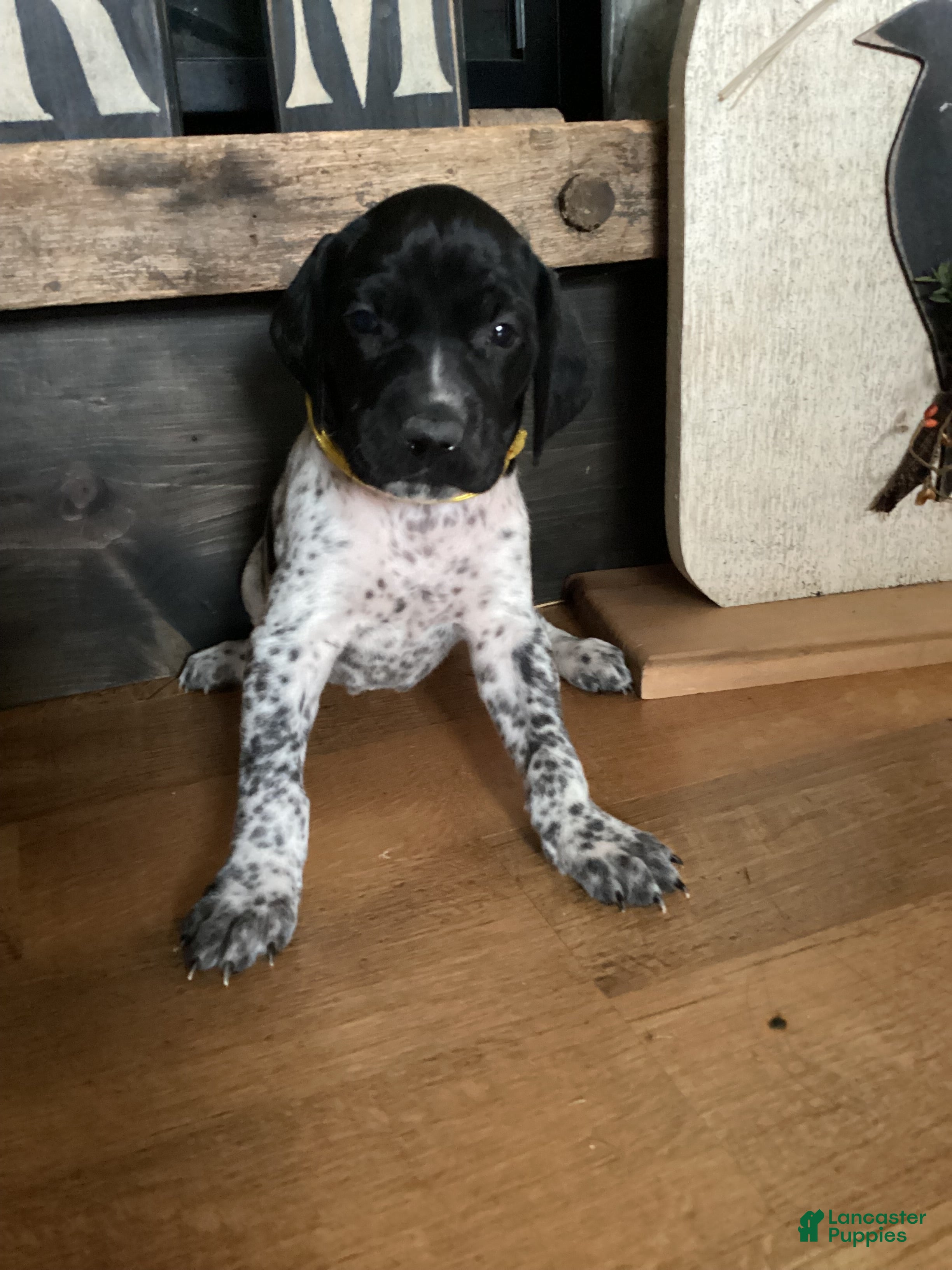 German Shorthaired Pointer dogs German Shorthaired Pointer Puppy 1 - Ad 15