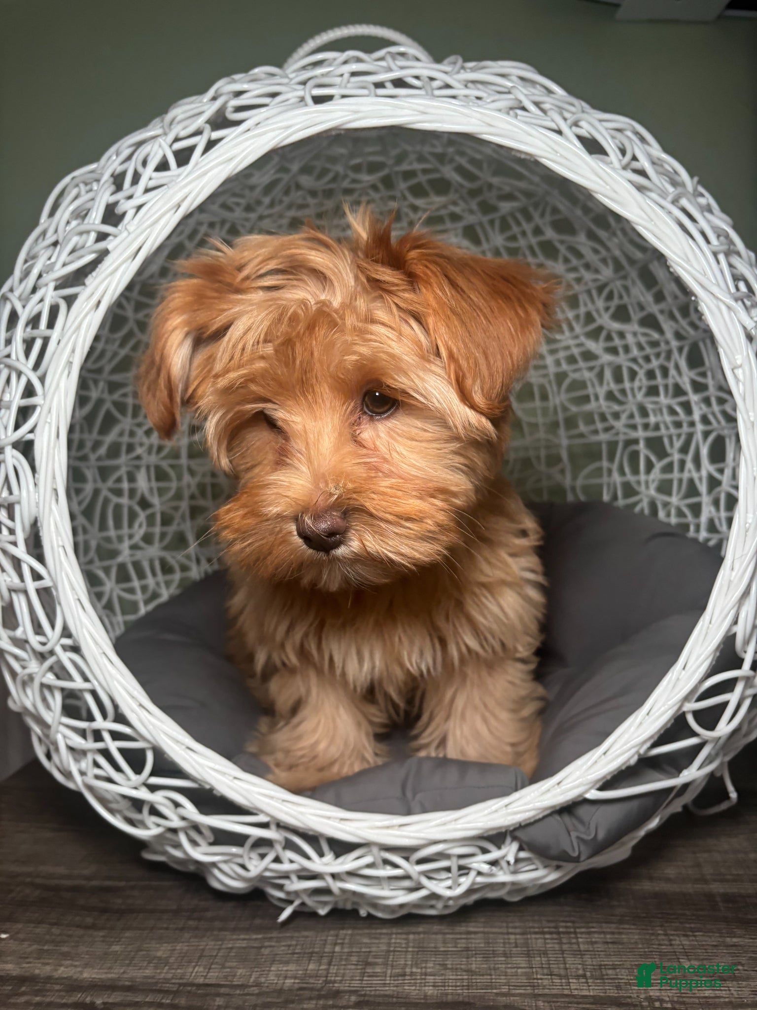 Yorkshire Terrier dogs Puppy 1 - Ad 1