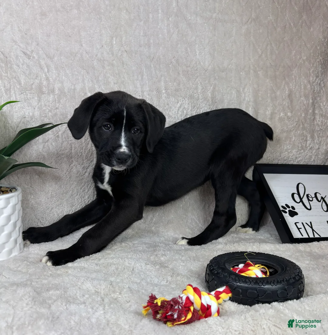 Boxer dogs for sale: Baxter - Ad 2