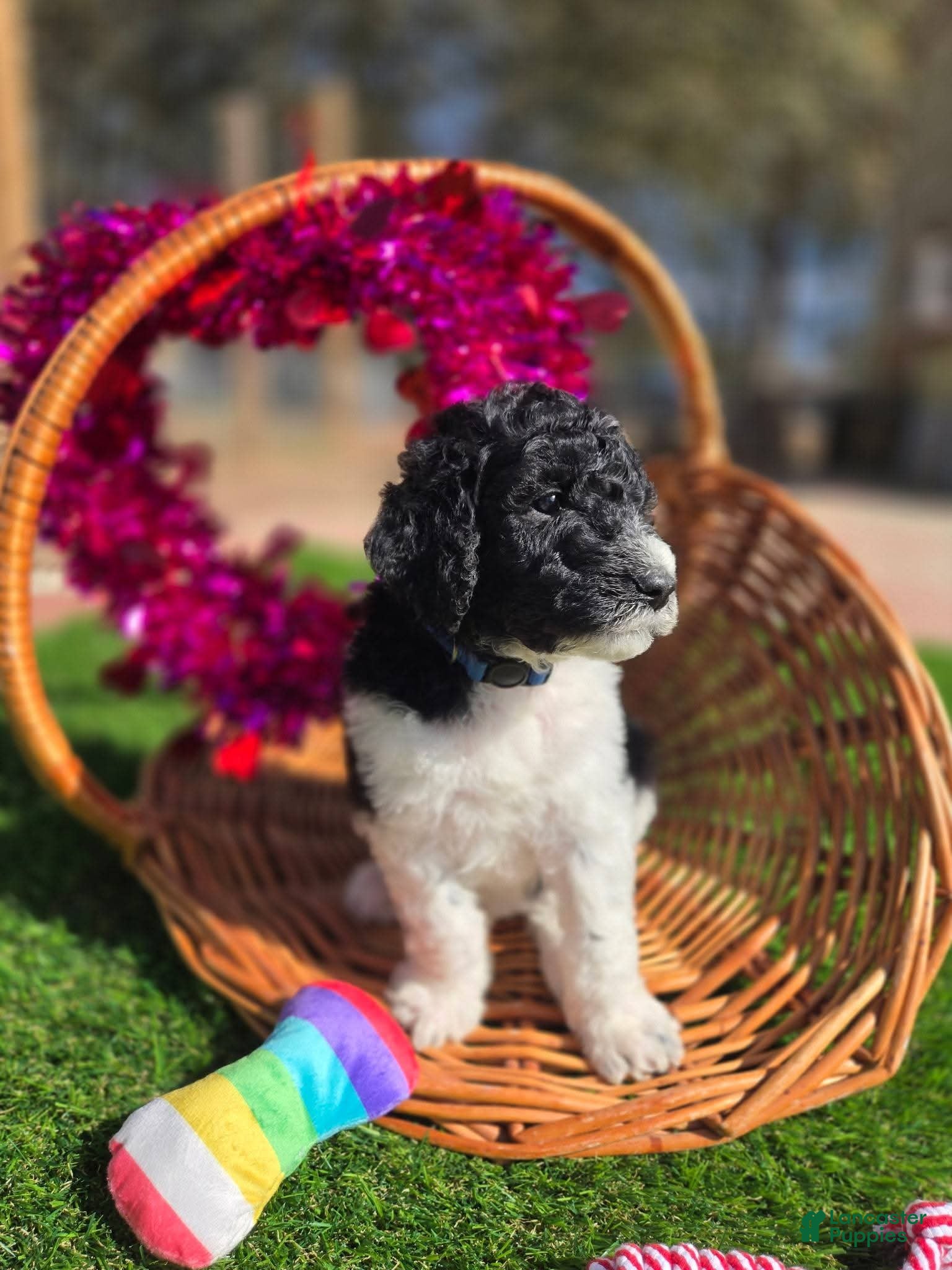 Goldendoodle dogs Remi - Ad 2