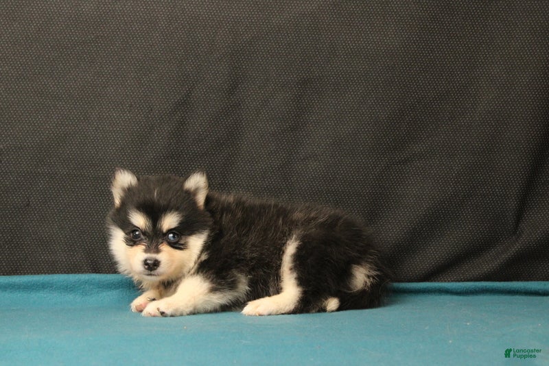 Pomsky dogs Silas - Ad 2