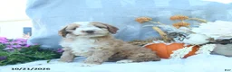 Cockapoo dogs for sale: Autumn  - Ad 1