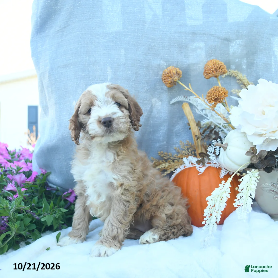 Cockapoo dogs for sale: Autumn  - Ad 1