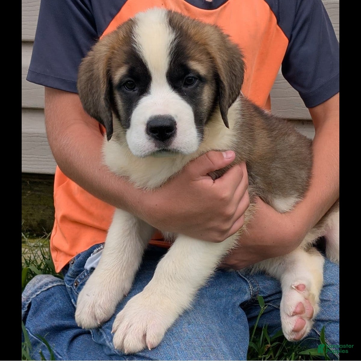 Saint Bernard dogs Minnie - AKC Champion Bloodlines - Ad 1