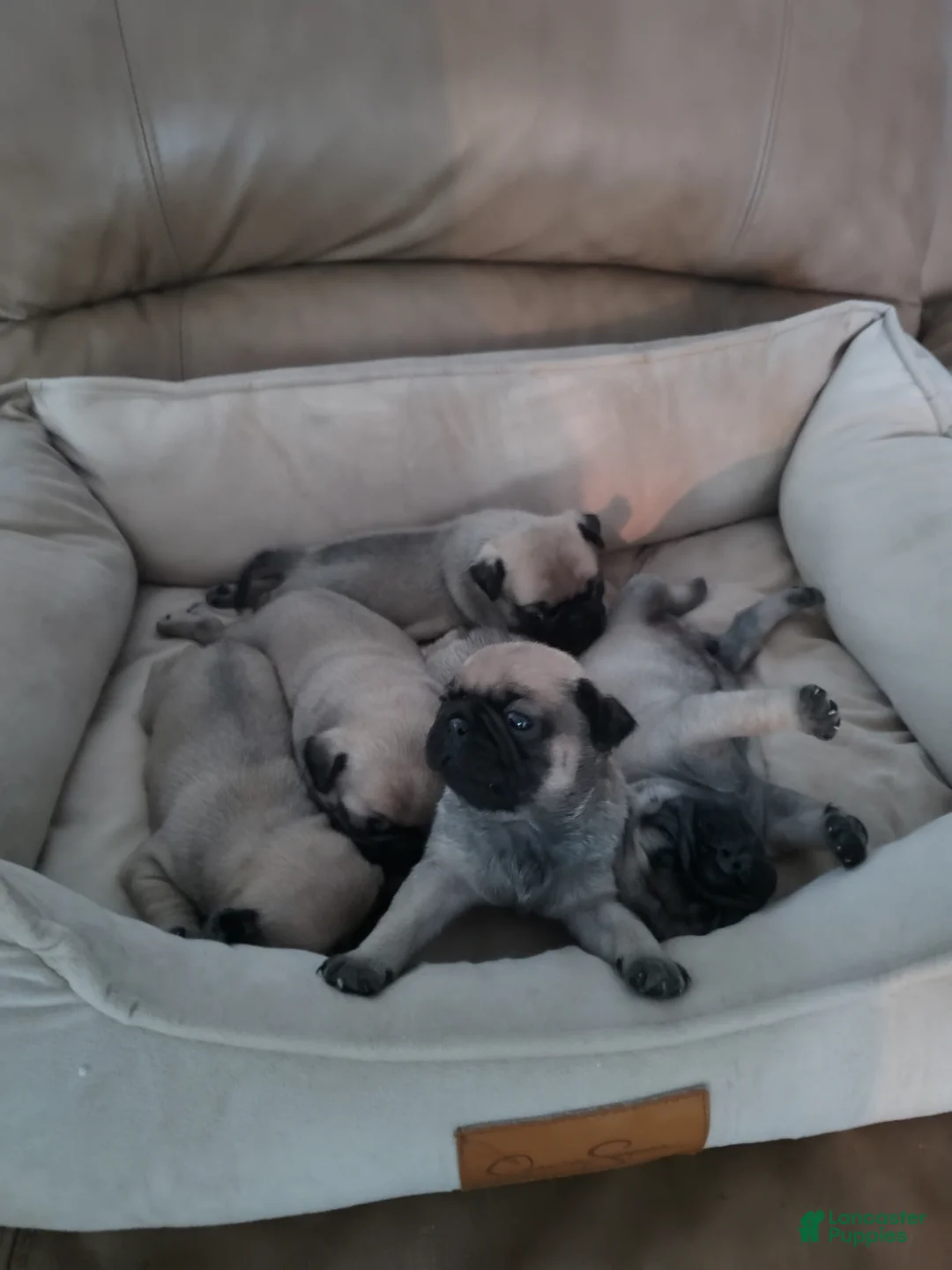 Pug dogs for sale: Milo - Ad 1