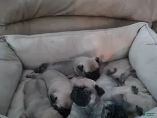 Pug dogs Milo - Ad 5