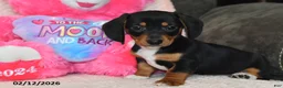Miniature Dachshund dogs for sale: Malcolm - Ad 3