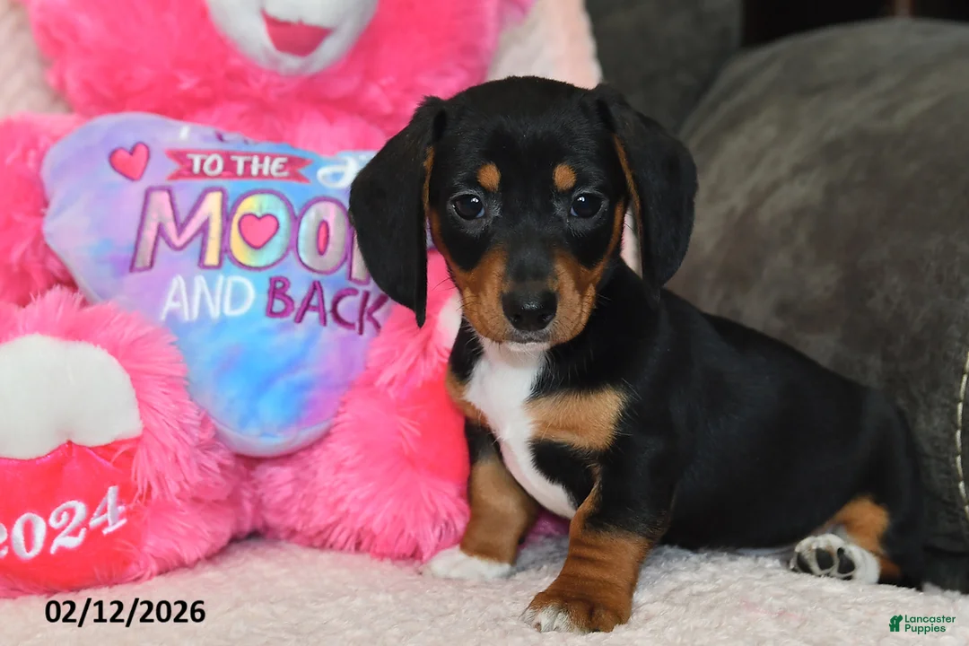 Miniature Dachshund dogs for sale: Malcolm - Ad 3
