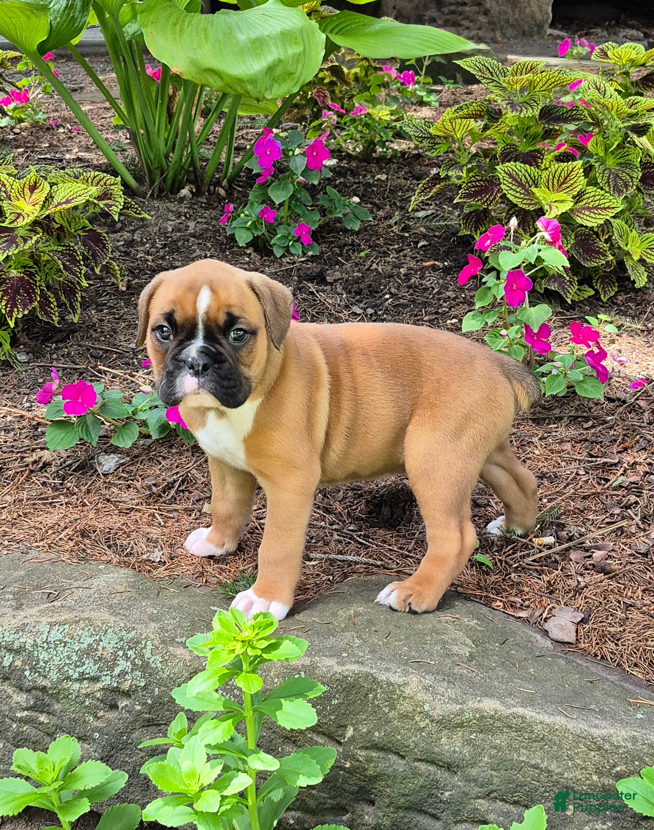 Boxer dogs Molly  - Ad 2