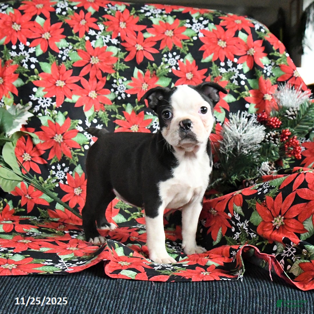 Boston Terrier dogs for sale: Coconut - Ad 1