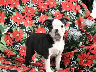 Boston Terrier dogs Coconut - Ad 16