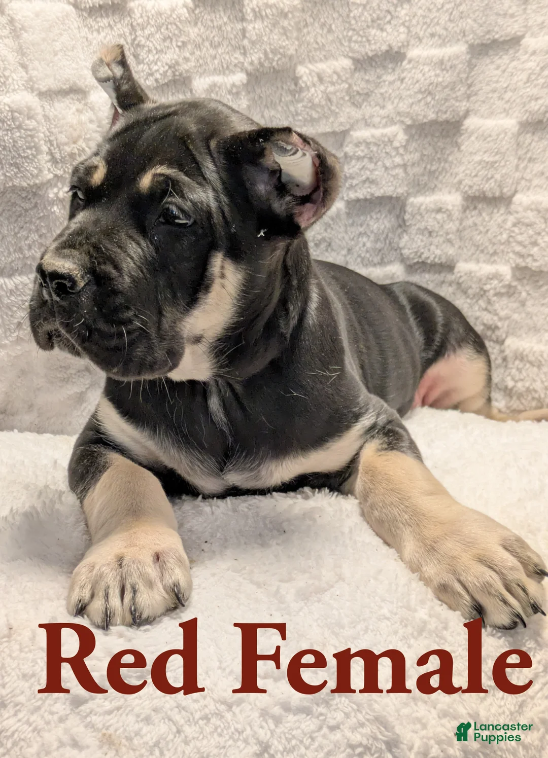 Cane Corso dogs for sale: Red  - Ad 2