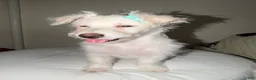 Westiepoo dogs for sale: Frosty - Ad 1