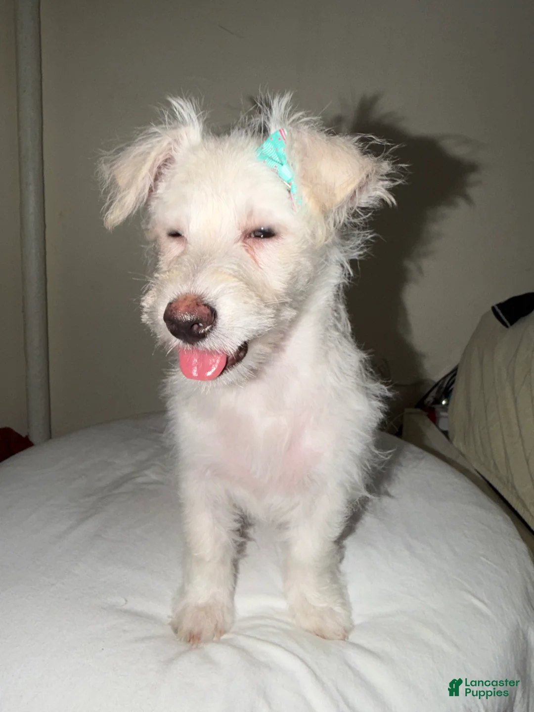 Westiepoo dogs for sale: Frosty - Ad 1
