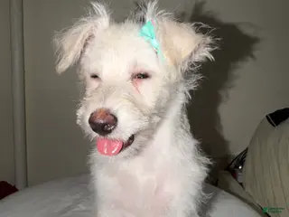 Westiepoo dogs for sale: Frosty - Ad 3