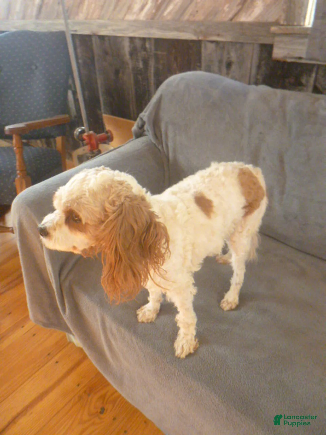 Cavapoo dogs for sale: Pollyanna [Rescue] - Ad 2