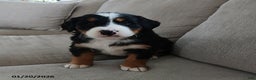 Bernese Mountain Dog dogs for sale: Claire - Ad 2