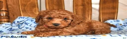Cavapoo dogs for sale: Reba - Ad 3