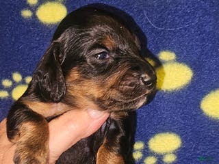 Dachshund dogs Dachshund Puppy 1 - Ad 33