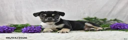 French Bulldog dogs for sale: Ike - Ad 5