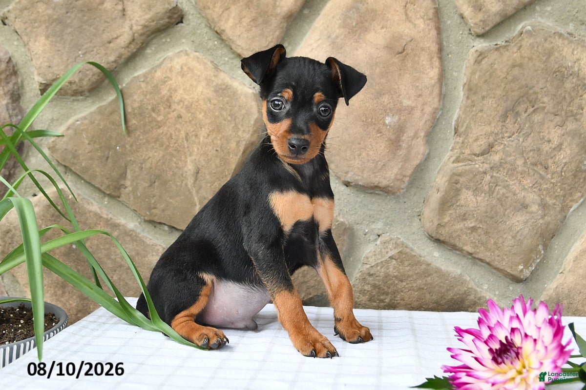 Miniature Pinscher dogs Brady - Ad 2