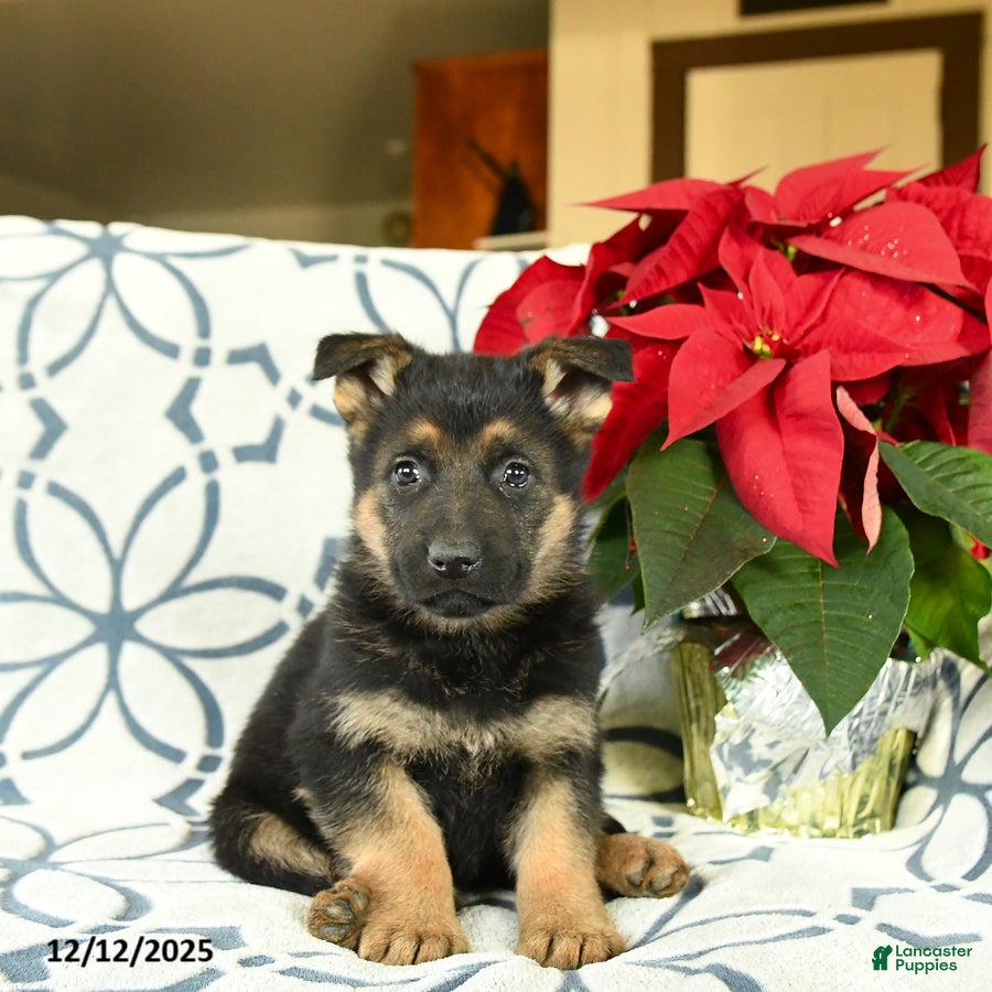 German Shepherd dogs Gingersnap - Ad 26
