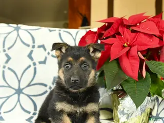 German Shepherd dogs Gingersnap - Ad 27